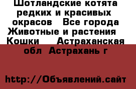 Шотландские котята редких и красивых  окрасов - Все города Животные и растения » Кошки   . Астраханская обл.,Астрахань г.